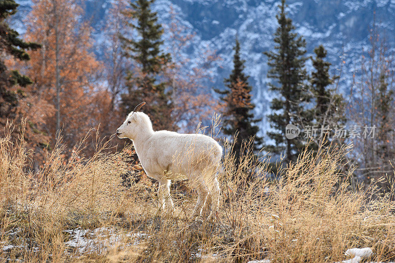 野生羊羔-阿拉斯加达尔羊