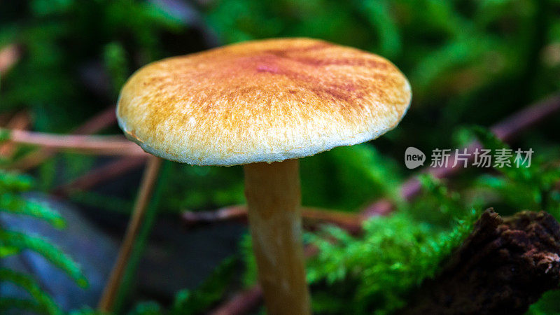 微距照片一个小森林蘑菇与漂亮的软散景背景