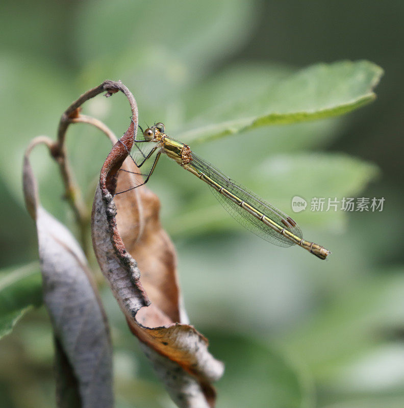 普通翡翠豆娘(莱斯特赞助)雌性