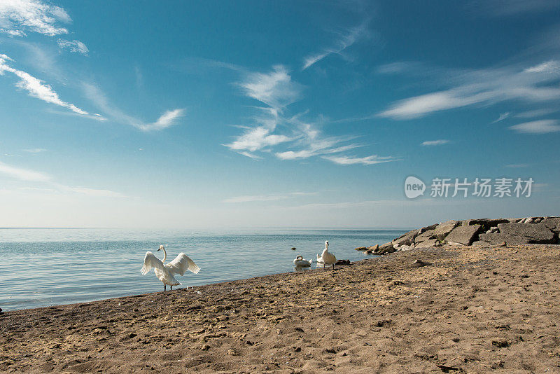 野生号手天鹅在加拿大安大略湖的海滩上展开翅膀