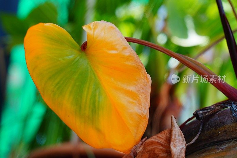 黄豆叶植物