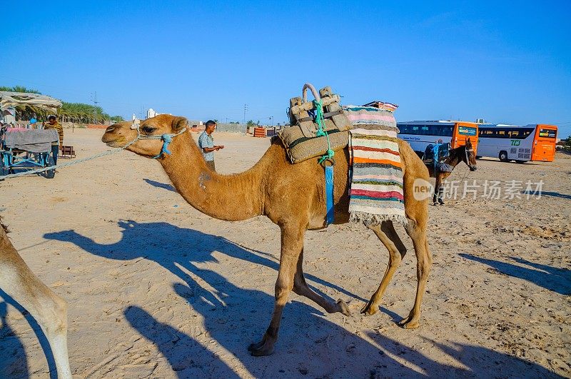 2014年10月7日，撒哈拉沙漠中的单峰骆驼