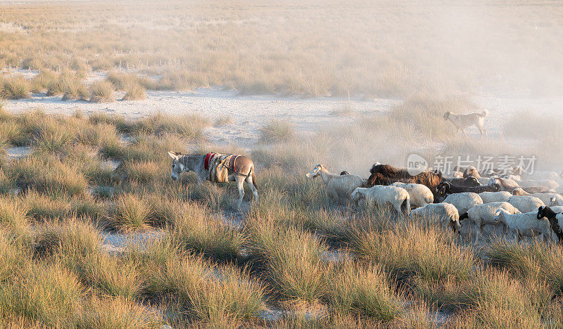 羊群和干旱中的驴子