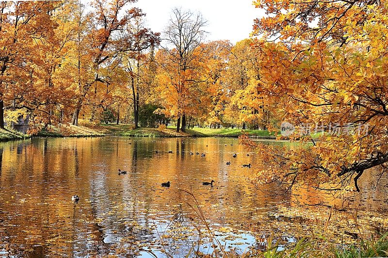 金秋时节在俄罗斯，背景。秋天的公园在十月的一个阳光明媚的日子里，湖面上飘着红红的枫叶和橡树。公园里美丽明亮的自然景观，四季分明