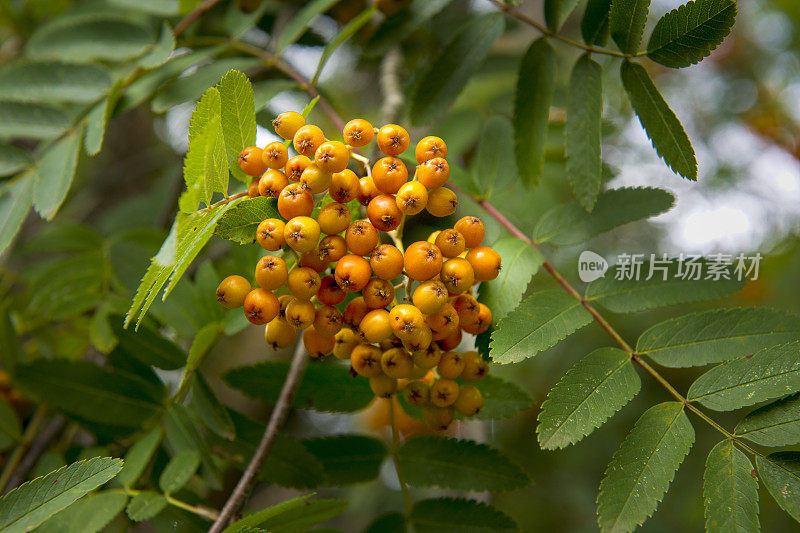 苏格兰一棵花楸树上的一串明亮的橙色浆果。