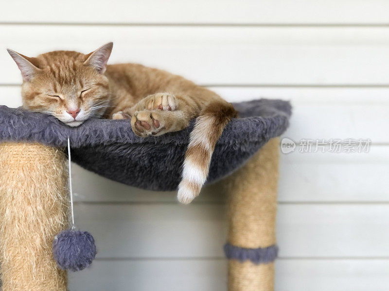 午睡时间!一只橙色的虎斑猫正在安静地睡觉