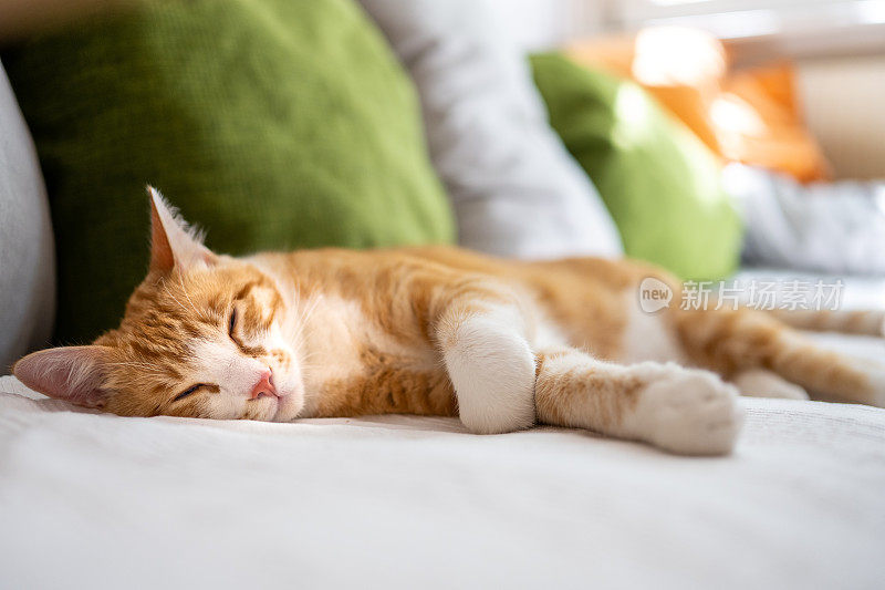 心满意足的橙猫闭着眼睛躺在沙发上