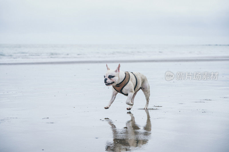 一只法国斗牛犬在怀特岛的海滩上奔跑