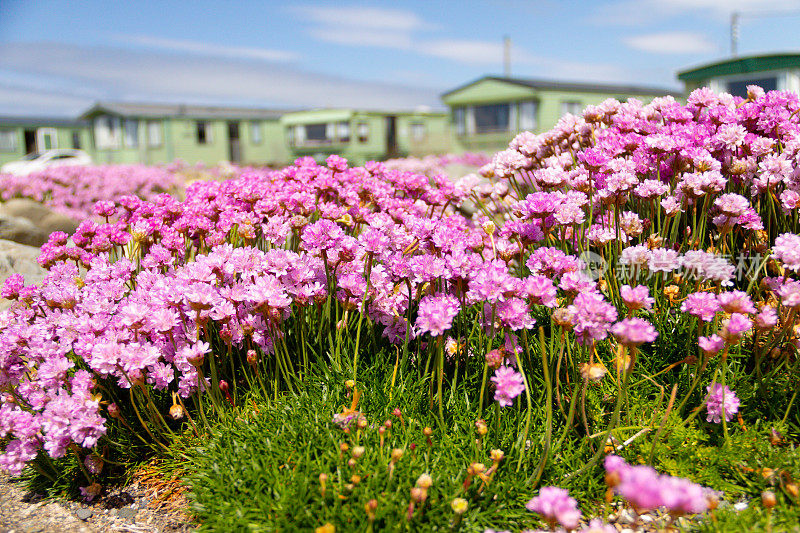 美丽的粉红色节俭植物生长在大篷车公园的边缘，该公园通向英国威尔士沿海的海滩。