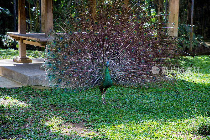 巴厘岛鸟类公园的孔雀舞