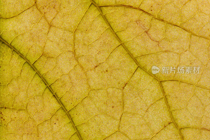 干燥的秋叶叶脉和细胞纹理宏观