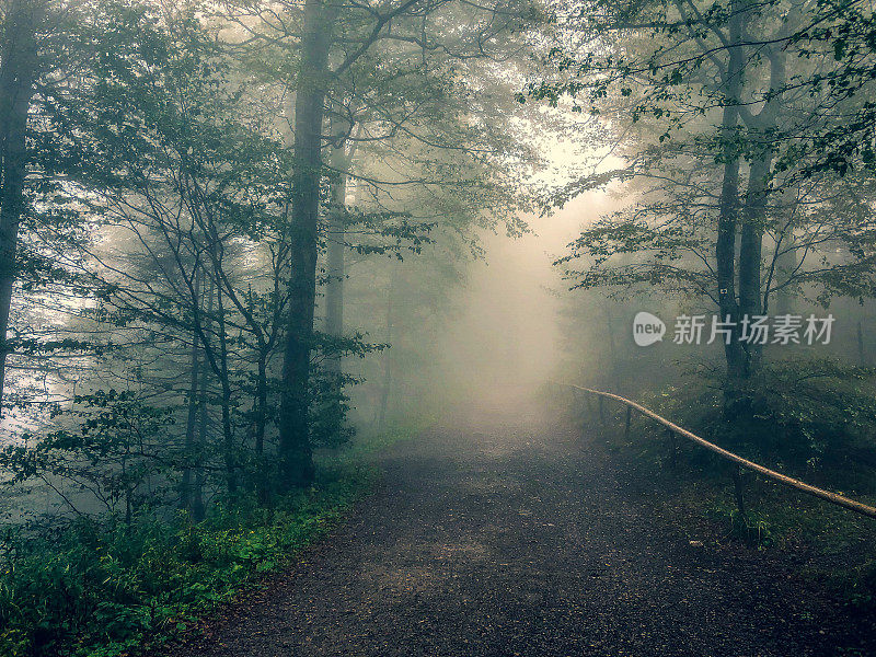 在浓雾中穿过德国黑森林的小路。