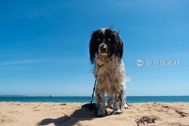 在一个阳光明媚的日子里，一只黑白相间的西班牙猎犬站在沙滩上看着镜头，它在海里玩耍后全身湿透了。