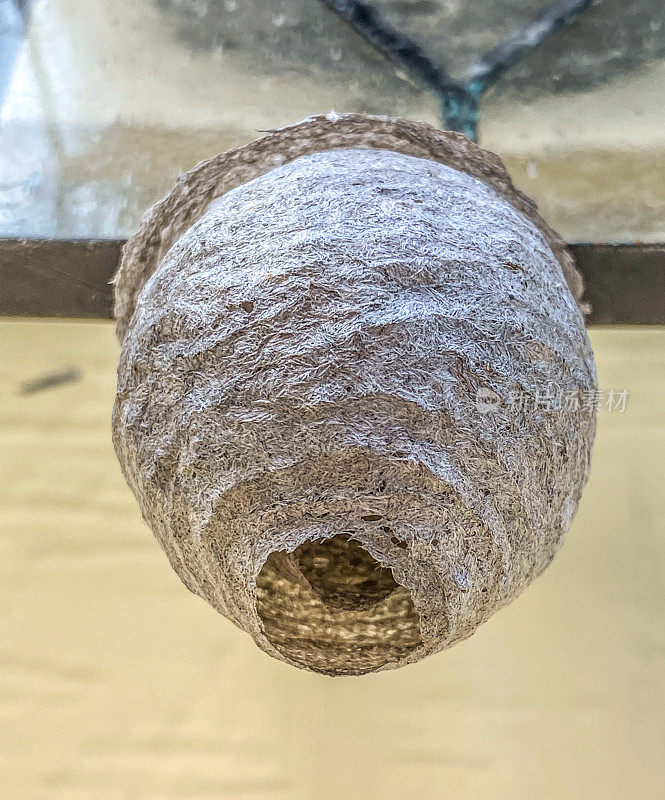 泥浆黄蜂的巢
