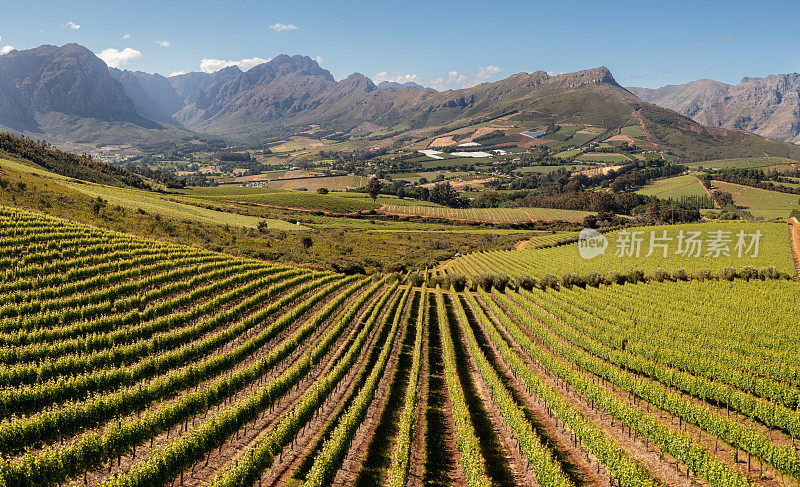 Stellenbosch山谷的葡萄园