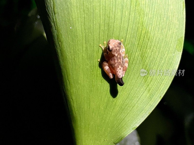 沙漏蛙，哥斯达黎加雨林-阿雷纳尔国家公园