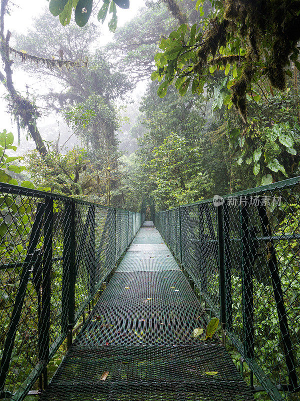 哥斯达黎加蒙特维达附近云雾森林中的吊桥
