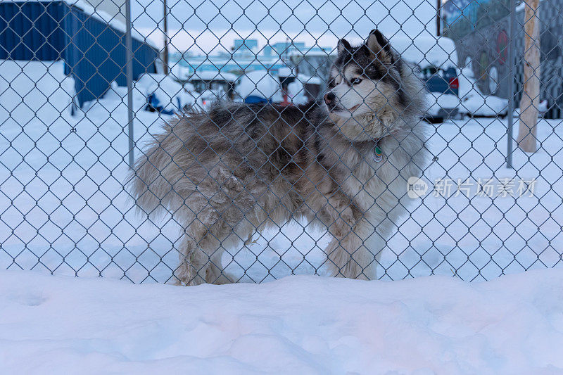 安克雷奇的雪橇犬