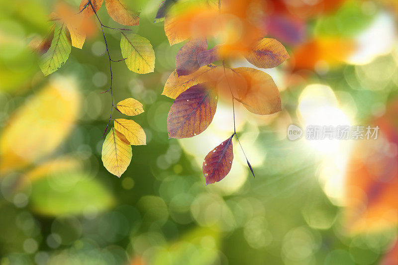 接近多彩的秋天树叶与美丽的阳光灿烂的背景