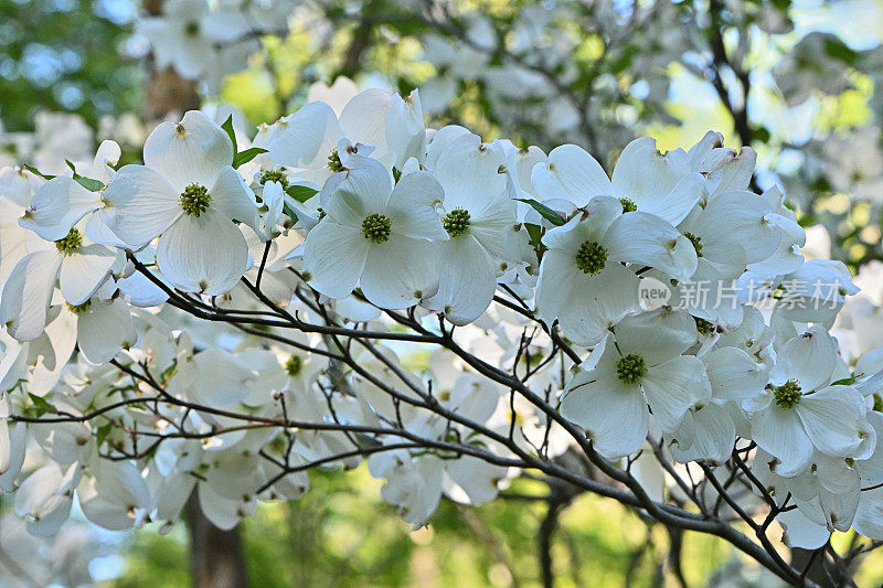 开花山茱萸组成