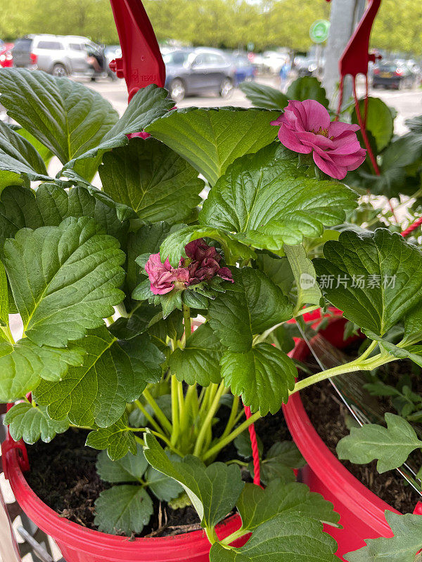 粉红色开花的图像，草莓植物生长在超市花园中心的红色塑料吊篮中，草莓植物的叶子，堆肥，关注前景