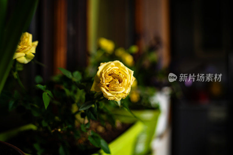 阳台花盆里的黄玫瑰