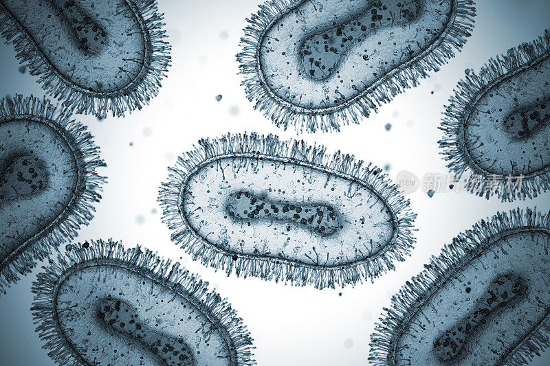 猴痘病毒细胞显微镜载片