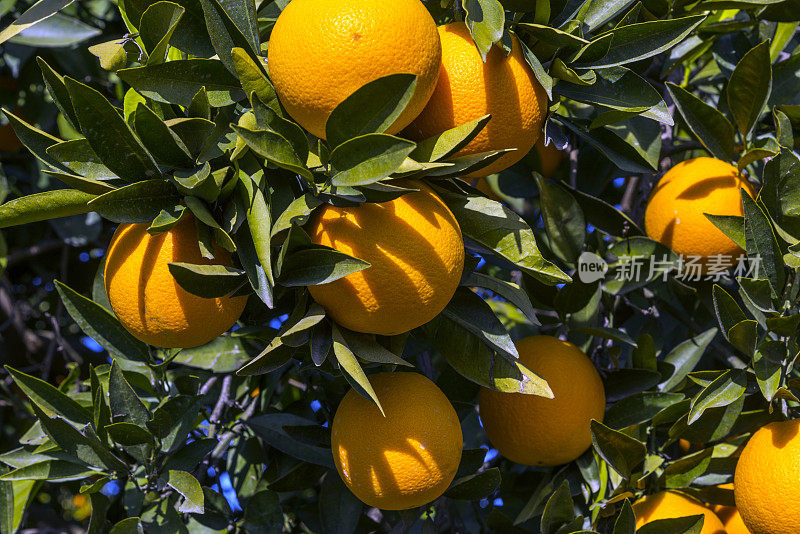 在果树园里生长的橘子