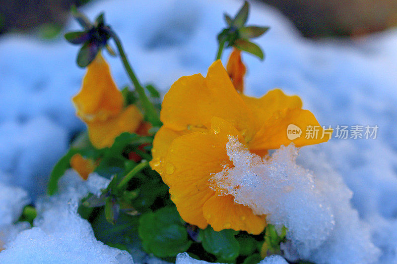 冬花迎雪:三色堇