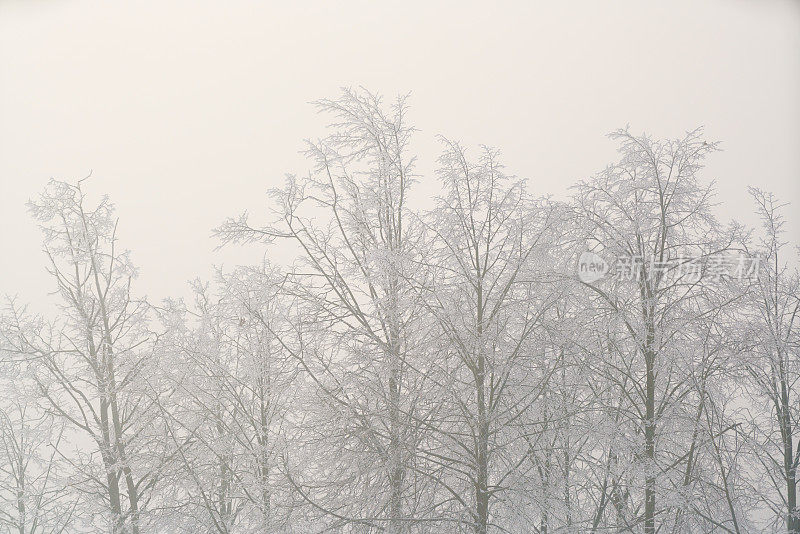 在寒冷的冬天，在雾天，树被雪覆盖着