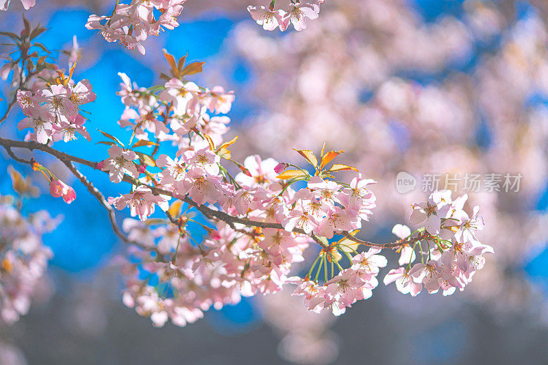 美丽的樱花在春天盛开