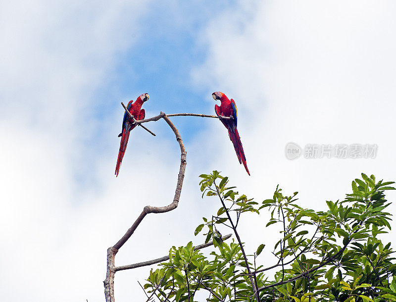 哥斯达黎加科可瓦多国家公园，一对猩红金刚鹦鹉在树梢上面对面