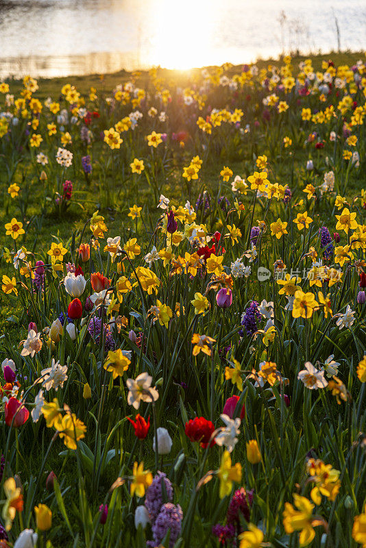 荷兰春天野花盛开的田野