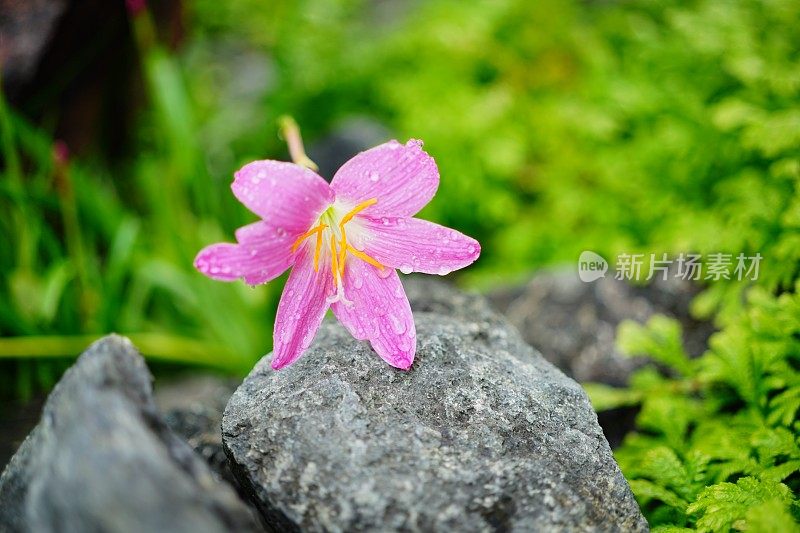 秋天藏红花的紫色花朵