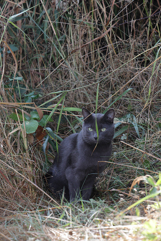 一只灰猫从加拿大的绿道观看