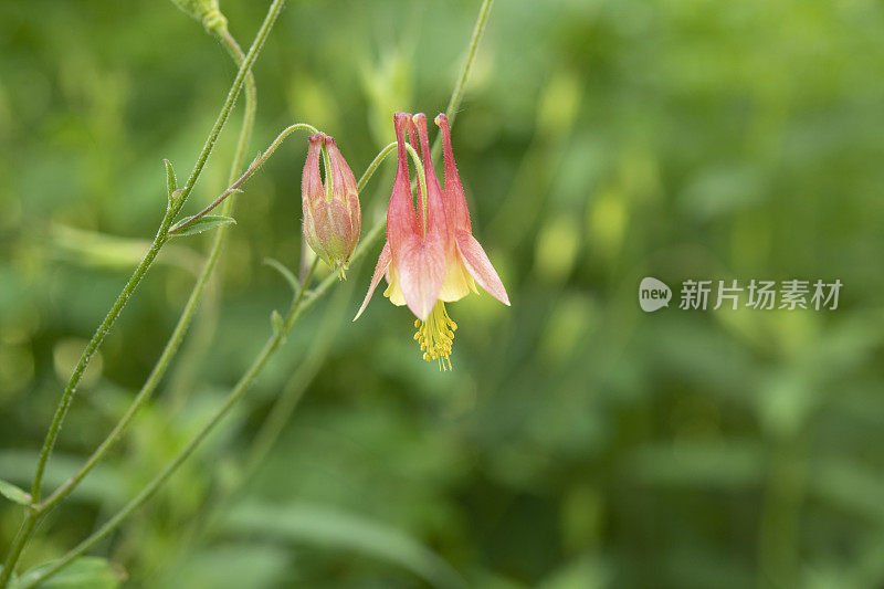 花耧斗菜