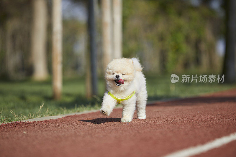 可爱的小波美拉尼亚的