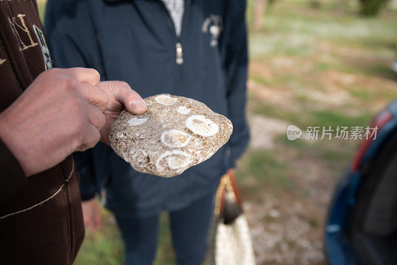 地质学爱好者的手握和研究一个有趣的石头充满了海贝壳化石