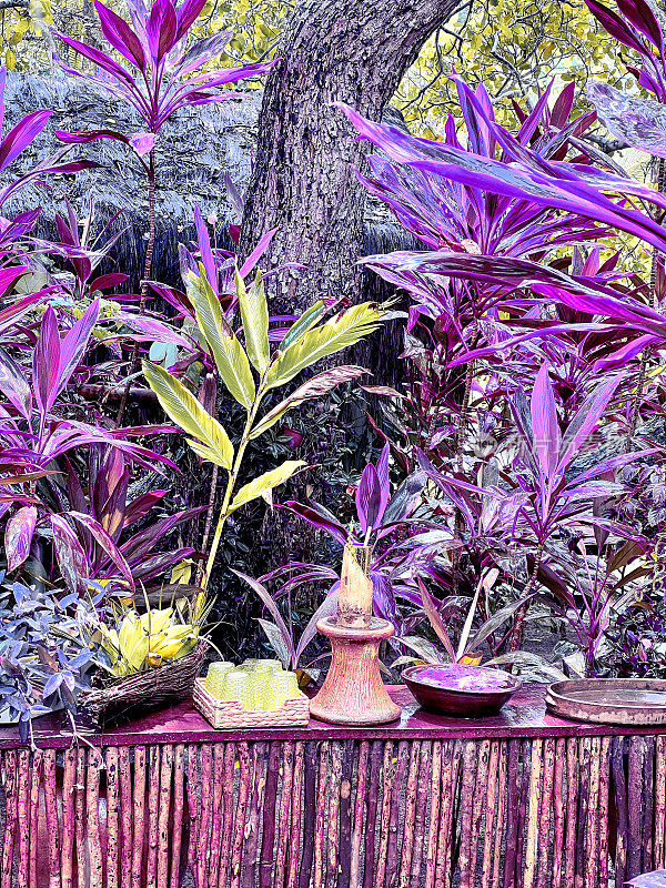 令人惊叹的紫色观赏植物。
