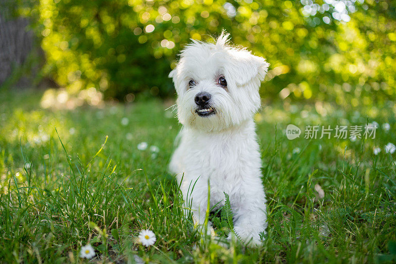 这只马耳他犬在阳光明媚的夏日公园里