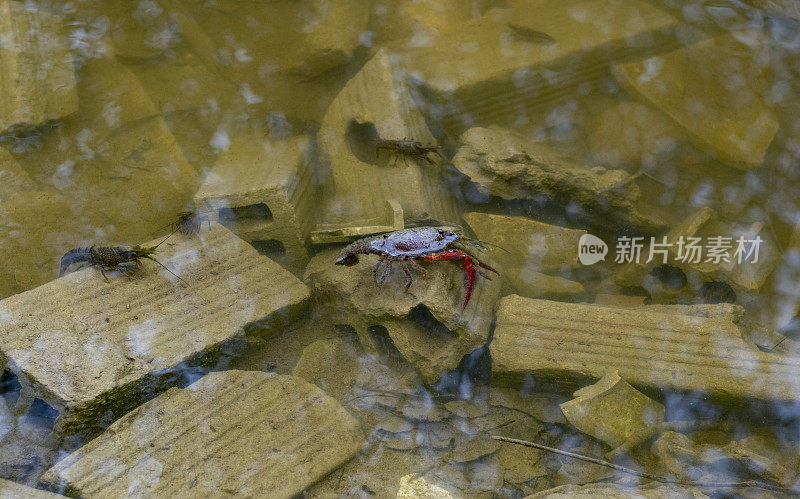 河小龙虾