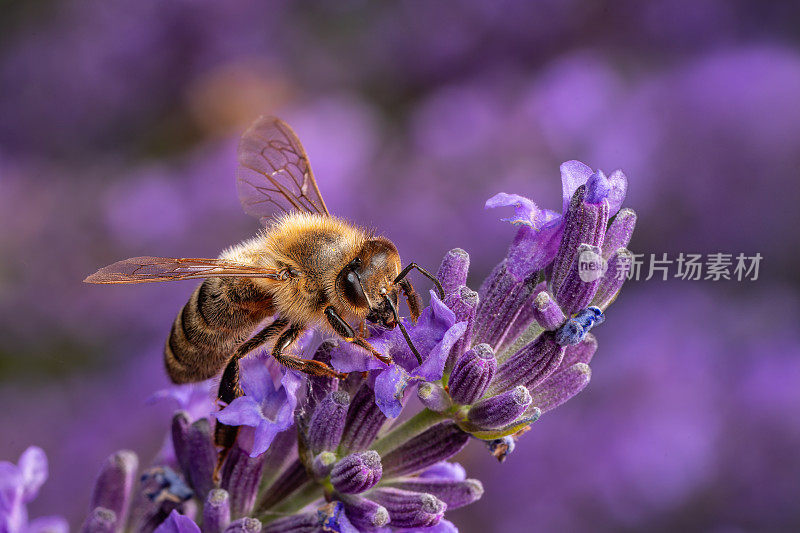 园林蜜蜂的宏观观察