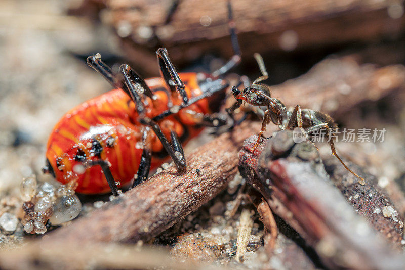 一个非常近的特写，黑色的蚂蚁拉着他的猎物甲虫进入蚁丘