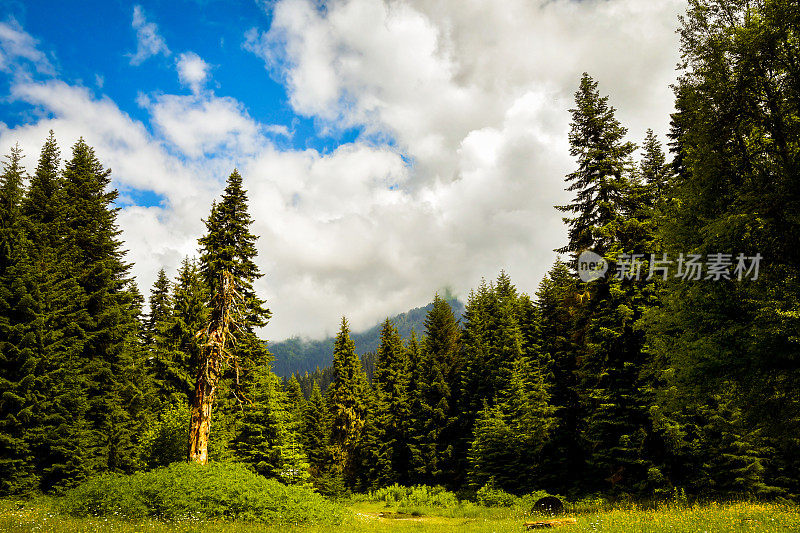 美丽的静态时间推移冷杉森林动态云运动在Racha地区在格鲁吉亚