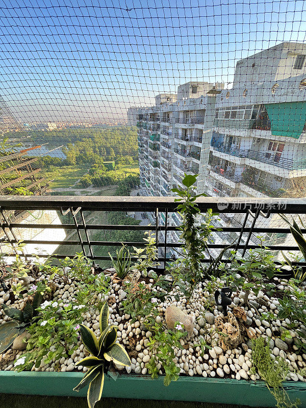 特写图像异国情调的房子植物在住宅阳台上的人工草皮地板花圃，加济阿巴德，印度，低维护设计，鸽子防鸟网