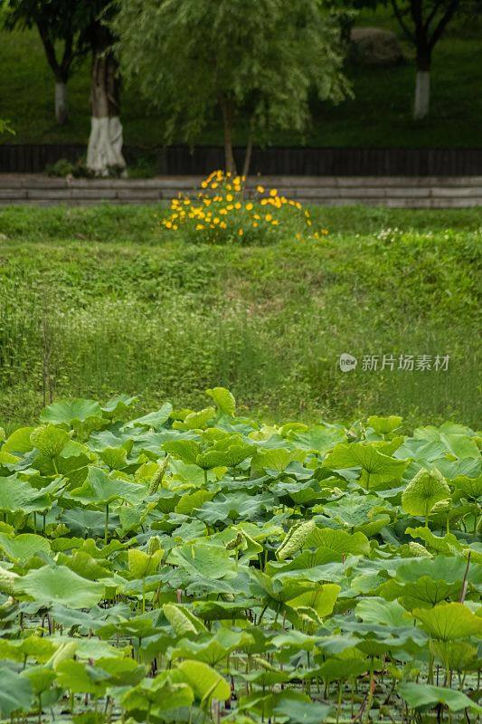 在一个阳光明媚的日子里，中国四川，青龙湖公园里盛开的黄色花朵