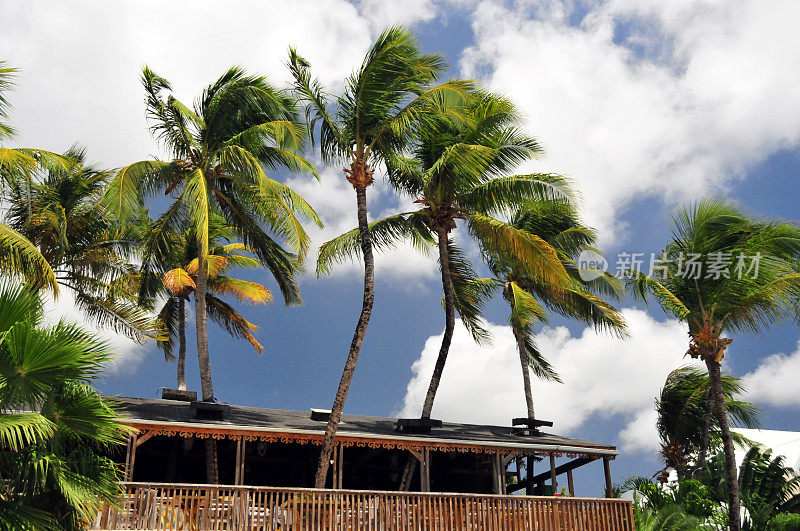 加勒比建筑和椰子树，马里格特，法国圣马丁