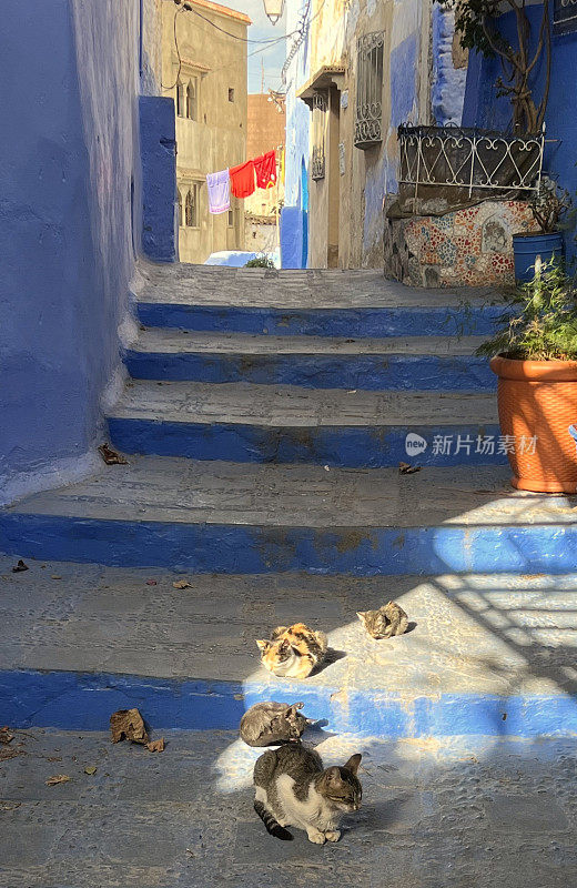 猫Chefchaouen、摩洛哥