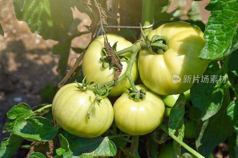 花园里的西红柿。新鲜有机的番茄生长在番茄植株上