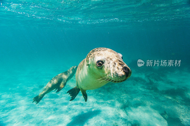 在阳光明媚的日子里，在清澈的浅水里，嬉戏的海狮或海豹的特写